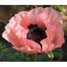 Papaver orientale 'Prinzessin Victoria Louise' - mak východný 'Prinzessin Victoria Louise'
