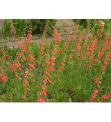 Penstemon barbatus ssp. coccineus - dráčik bradatý červený