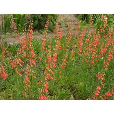 Penstemon barbatus ssp. coccineus - dráčik bradatý červený