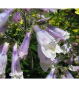 Penstemon hirsutus var. pygmaeus - dráčik