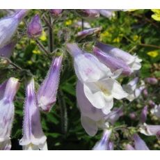 Penstemon hirsutus var. pygmaeus - dráčik