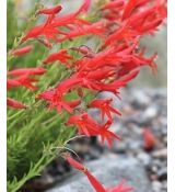 Penstemon pinifolius - dráčik