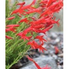 Penstemon pinifolius - dráčik