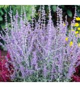 Perovskia atriplicifolia 'Little Spire'