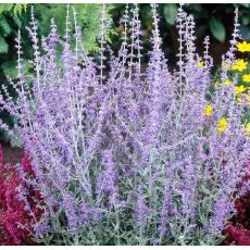 Perovskia atriplicifolia 'Little Spire'