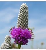 Petalostemum purpureum 'Stephanie' (syn. Dalea purpurea 'Stephanie')