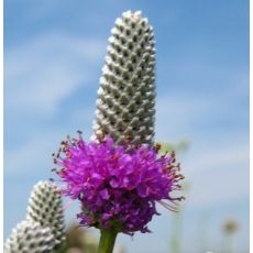Petalostemum purpureum 'Stephanie' (syn. Dalea purpurea 'Stephanie')