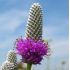 Petalostemum purpureum 'Stephanie' (syn. Dalea purpurea 'Stephanie')