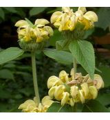 Phlomis russeliana - sápa Russelova