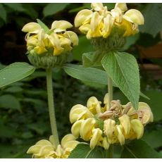 Phlomis russeliana - sápa Russelova