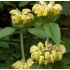 Phlomis russeliana - sápa Russelova