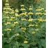 Phlomis russeliana - sápa Russelova