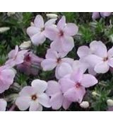 Phlox douglasii 'Rose Queen' - flox Douglasov 'Rose Queen'