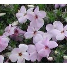 Phlox douglasii 'Rose Queen' - flox Douglasov 'Rose Queen'