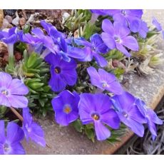 Phlox 'Kelseyi' - flox 'Kelseyi'