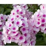 Phlox paniculata 'Flame Pro Soft Pink' - flox metlinatý 'Flame Pro Soft Pink'