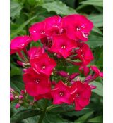 Phlox paniculata 'Flame Red' - flox metlinatý 'Flame Red'