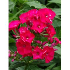 Phlox paniculata 'Flame Red' - flox metlinatý 'Flame Red'