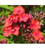 Phlox paniculata 'Orange Perfection' - flox metlinatý 'Orange Perfection'