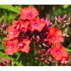 Phlox paniculata 'Orange Perfection' - flox metlinatý 'Orange Perfection'