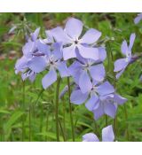 Phlox divaricata 'Blue Moon' - flox 'Blue Moon'