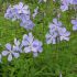 Phlox divaricata 'Blue Moon' - flox 'Blue Moon'