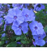 Phlox paniculata 'Blue Paradise' - flox metlinatý 'Blue Paradise'