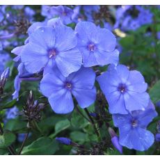 Phlox paniculata 'Blue Paradise' - flox metlinatý 'Blue Paradise'