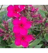 Phlox paniculata 'Early Cerise' - flox metlinatý 'Early Cerise'