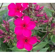 Phlox paniculata 'Early Cerise' - flox metlinatý 'Early Cerise'