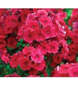 Phlox paniculata 'Early Red' - flox metlinatý 'Early Red'