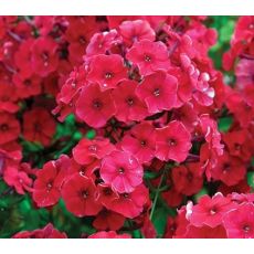 Phlox paniculata 'Early Red' - flox metlinatý 'Early Red'