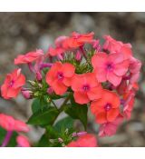 Phlox paniculata 'Flame Coral' - flox metlinatý 'Flame Coral'