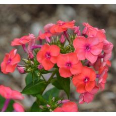 Phlox paniculata 'Flame Coral' - flox metlinatý 'Flame Coral'