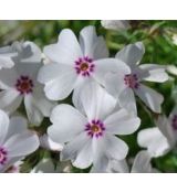 Phlox subulata 'Amazing Grace' - flox šidlolistý 'Amazing Grace'
