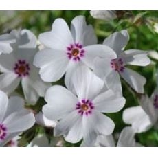 Phlox subulata 'Amazing Grace' - flox šidlolistý 'Amazing Grace'