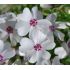 Phlox subulata 'Amazing Grace' - flox šidlolistý 'Amazing Grace'