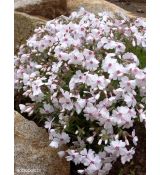 Phlox subulata 'Amazing Grace' - flox šidlolistý 'Amazing Grace'