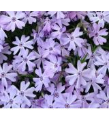 Phlox subulata 'Benita' - flox šidlolistý 'Benita'