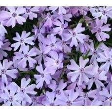 Phlox subulata 'Benita' - flox šidlolistý 'Benita'