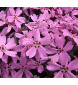 Phlox subulata 'Fort Hill' - flox šidlolistý 'Fort Hill'