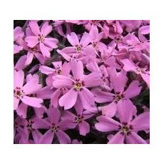 Phlox subulata 'Fort Hill' - flox šidlolistý 'Fort Hill'