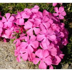Phlox subulata 'Mc Daniels Cushion' - flox šidlolistý 'Mc Daniels Cushion'