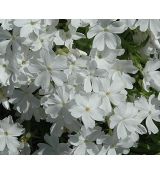 Phlox subulata 'White Deligth' - flox šidlolistý 'White Deligth'