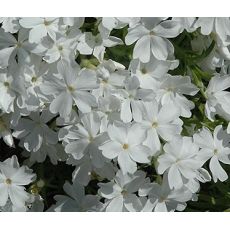 Phlox subulata 'White Deligth' - flox šidlolistý 'White Deligth'