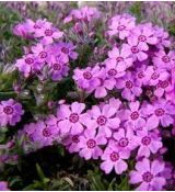 Phlox subulata 'Zwergenteppich' - flox šidlolistý 'Zwegenteppich'