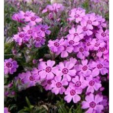 Phlox subulata 'Zwergenteppich' - flox šidlolistý 'Zwegenteppich'