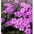 Phlox subulata 'Zwergenteppich' - flox šidlolistý 'Zwegenteppich'