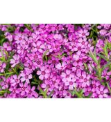 Phlox subulata 'Zwergenteppich' - flox šidlolistý 'Zwegenteppich'