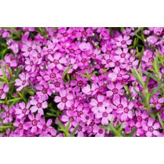 Phlox subulata 'Zwergenteppich' - flox šidlolistý 'Zwegenteppich'